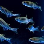 Hallan fragmentos genéticos en peces que indican al cerebro cuándo descansar
