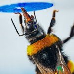 Las abejas se convierten en el primer insecto en resolver problemas complejos