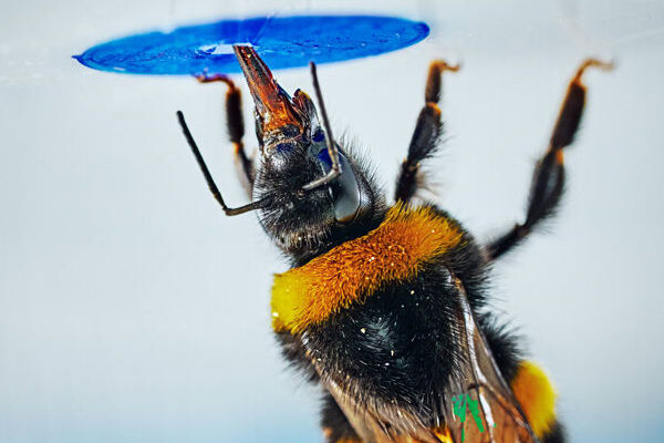 Las abejas se convierten en el primer insecto en resolver problemas complejos
