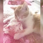 La capsula Informativa: cuando los besos, abrazos y mimos también hablan ~ Amor Amor