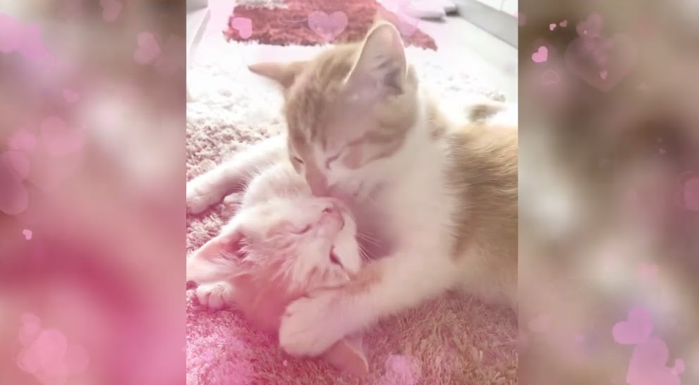 1783558482_el-amor-entre-animales.jpg