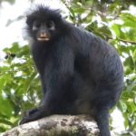 Descubren a Likweli, una nueva especie de mono de labios anaranjados