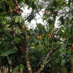 Descubren cuatro nuevas variedades genéticas de cacao en Perú