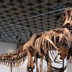 Esqueleto de T. Rex se vende por un récord de $50,1 millones en subasta