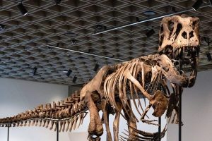 Esqueleto de T. Rex se vende por un récord de $50,1 millones en subasta