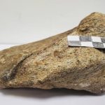 Investigadores registran por primera vez un fósil de dinosaurio en Ecuador
