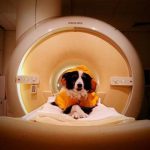 Los perros pueden distinguir entre el miedo y la tristeza en los rostros humanos