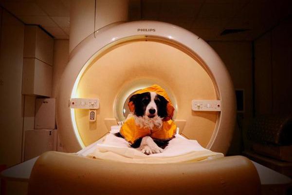 Los perros pueden distinguir entre el miedo y la tristeza en los rostros humanos