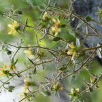 Plantas carnívoras: Darwin lo predijo hace 150 años y la ciencia lo confirma