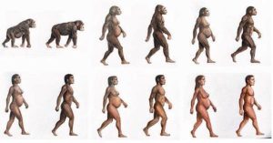 Los azúcares naturales han sido fundamentales para la evolución del cerebro humano