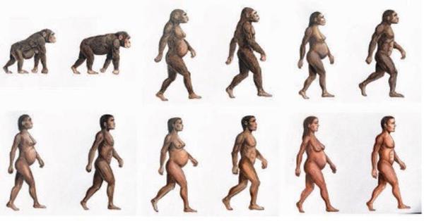 Los azúcares naturales han sido fundamentales para la evolución del cerebro humano